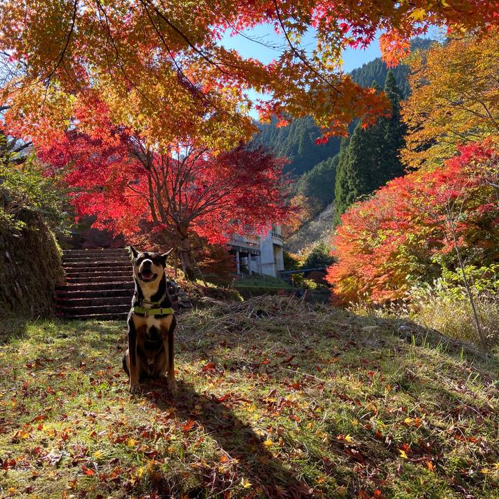 69ad2b20 13e6 4f41 bab1 407235f5e6cf 1605179541139