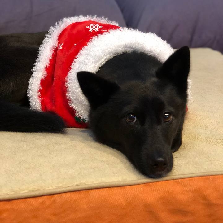 69b1d7c7 3bde 45fd 8017 c3c33b53960d 1577057327114