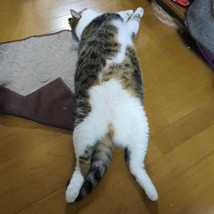 69b2d838 c705 46a7 a5d4 ca5b88ede49c 1753182856237