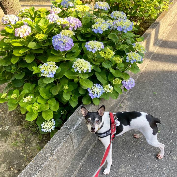 69b7d265 42f2 4bad 8e43 963235af4e04 1590015415655