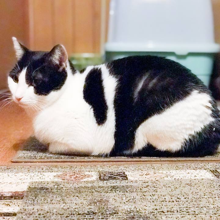 69b8b7ee 27d7 4618 8688 28ef42f85cdc 1517748076308