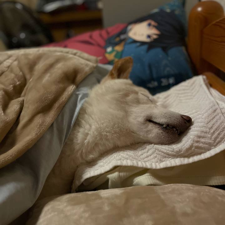 69c00f7e 08d5 4f61 a2e1 c7a58cd3f19b 1646670233519