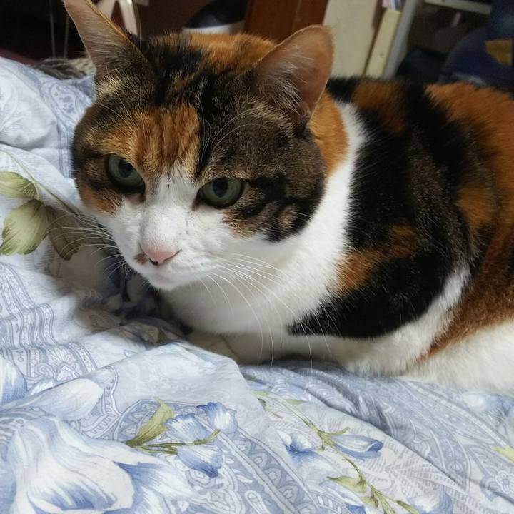 69c3fadc d3c9 4736 b39b 88e10dc230ae 1544925054594