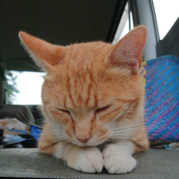 69c474dd ba34 4c56 b8a3 762d6c293b84 1593596722505