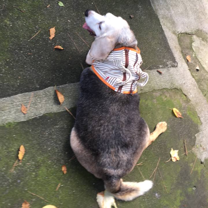 69c4bcb1 2961 4216 b261 17851fa156e5 1509499501905