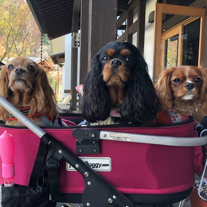 69c5b5d0 775f 43ba 87dc 0609e52f918b 1529589096042