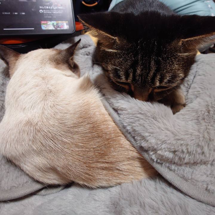 69cdde44 fb26 4023 9c12 8a7ad32ac367 1733567103421