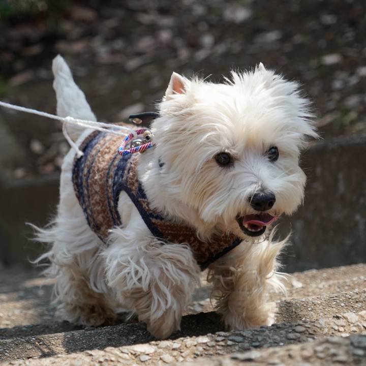 69cff0cb fef7 46f8 8afb e1eb1b73ce10 1519515139738