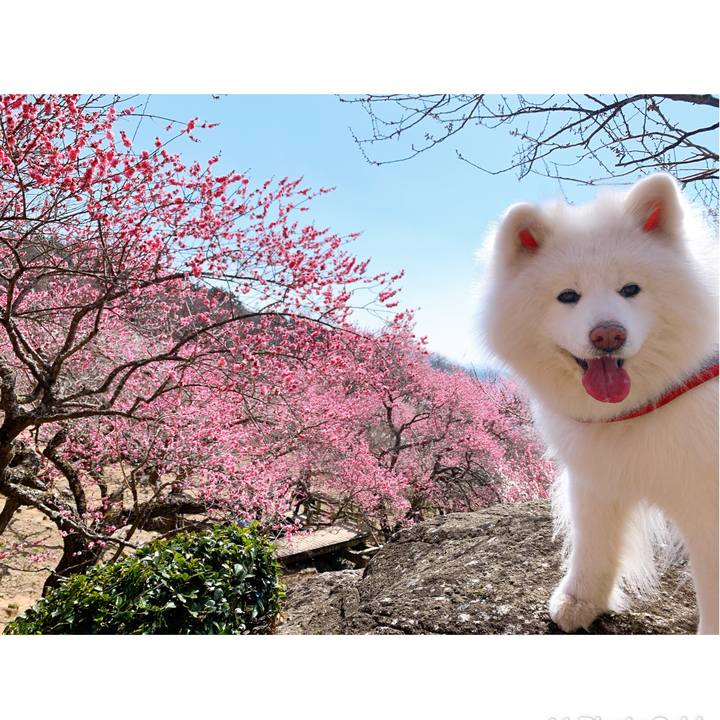 69d20d8a 328a 4ad8 a6e0 a651db3be25a 1646460848362