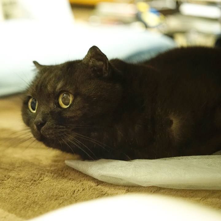 69d9e55a d985 46f2 a5fa d9683d426754 1621351481736