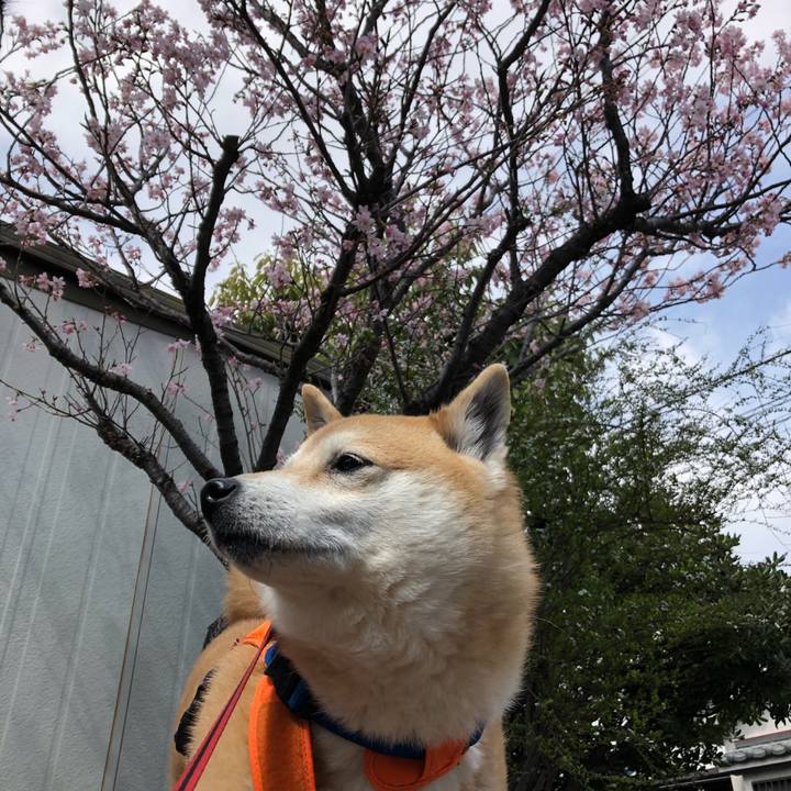 69da66f5 894f 4424 8bae 7333e932664f 1552604979464