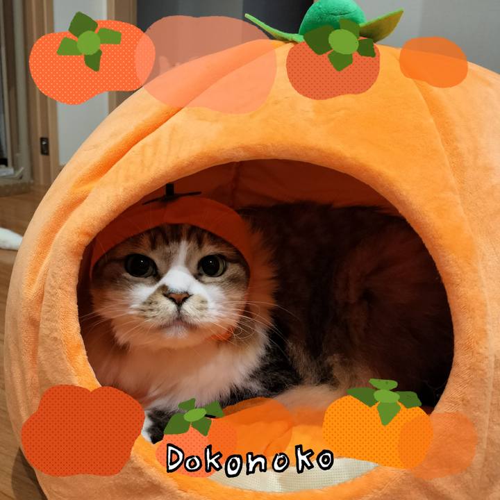 69dcea48 ab07 49e1 a634 11251c447bc8 1761489563045