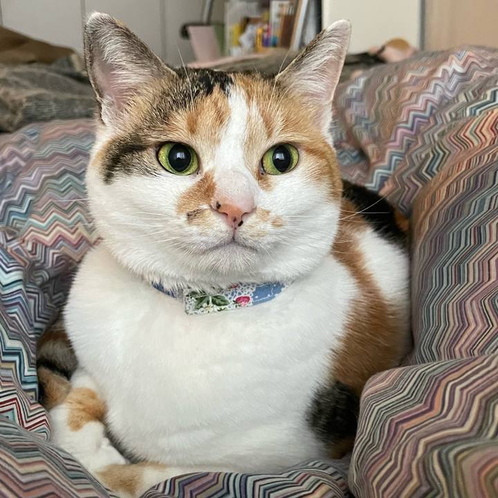 69e298b4 6709 4d5e 8574 6f6b4ba50a45 1711928222346