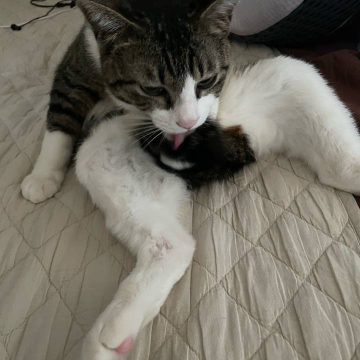 69e3fa07 56cb 46a5 9a7f 986620b7b4f9 1743846028217