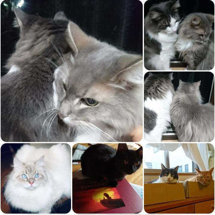 69e40c98 e218 4bac 8303 d0cd8c2264e1 1568893089431