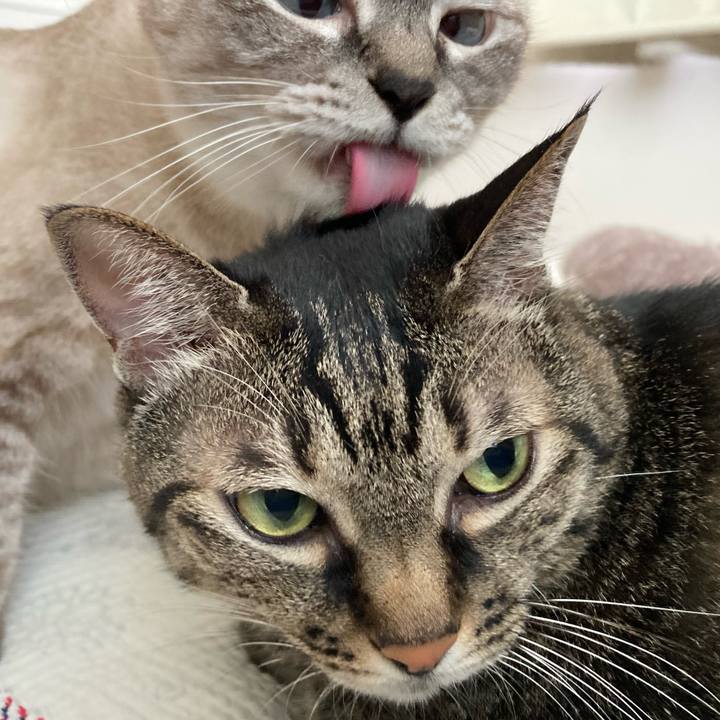 69e53c60 9fb8 4a84 9ba0 cb622eae6a7d 1724462631897