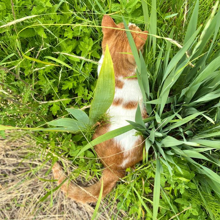 69e593ca d233 4eb0 93b4 29e90997daf7 1592807702723