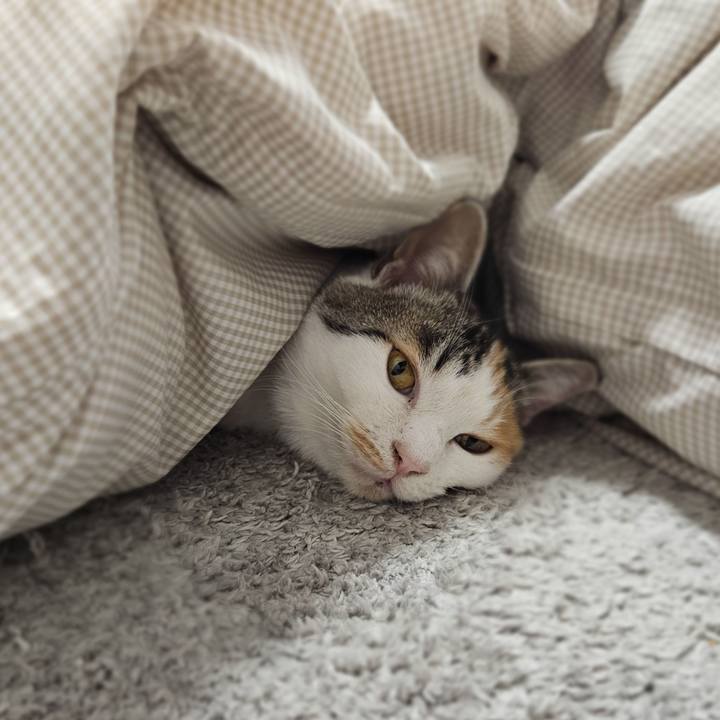 69e72a7a fefa 4ca3 8bfa 708f04068749 1769582385810