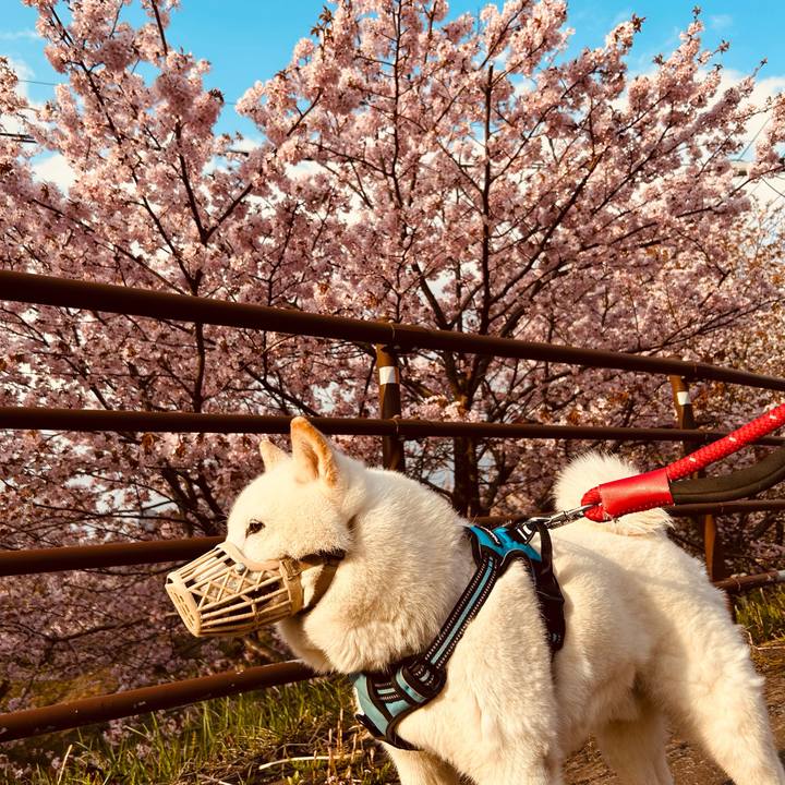 69ea6343 0f43 43fa a984 e1bfcdf64c53 1682633634965