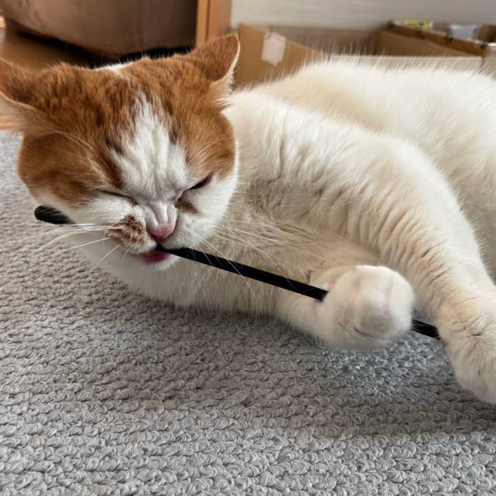 69ed0e81 1a65 4773 a143 b81b7839f158 1769246872199