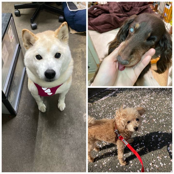 69eec766 bb47 4a3c 9b8c 1a68aa0db042 1617788232450