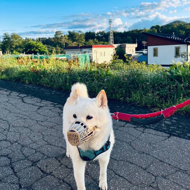 69f3797c 3145 490b 83cc d87f9f4bee3e 1755464396848