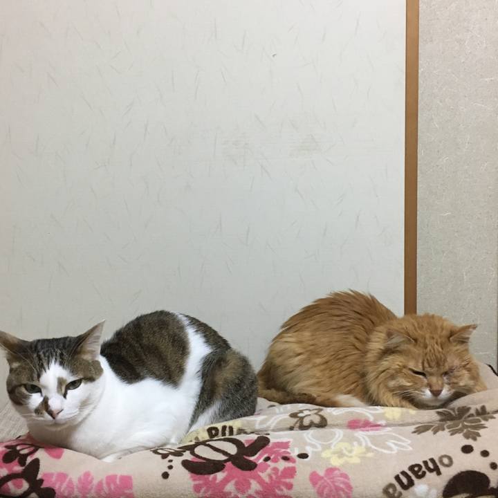 69f4073a 02cf 48a6 a5fe 43a0aceb18db 1517225698135