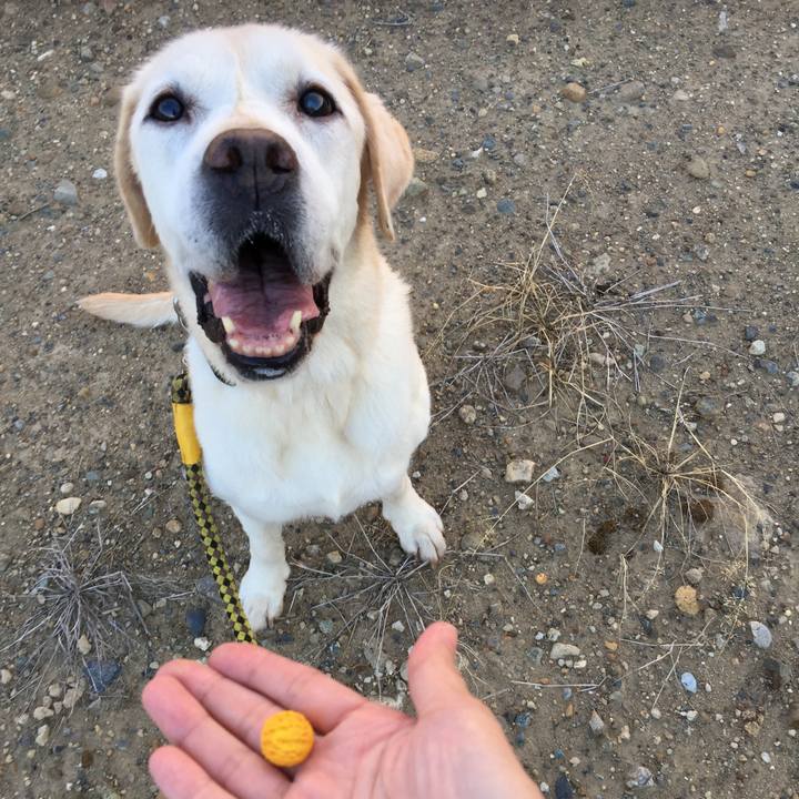 69f41ff3 4038 4995 a00f 7cbacafdac86 1534930946211