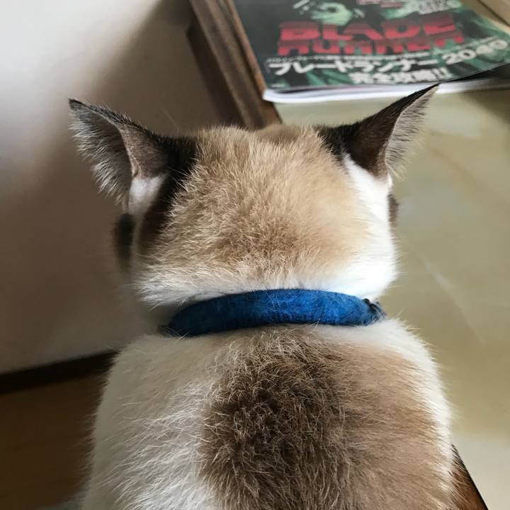 69f5a216 c7ac 4c9e 81ad 44a3b69cc785 1510269898048