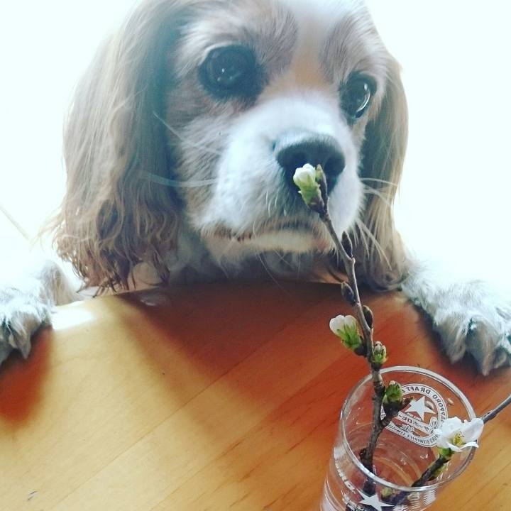 69f90fdb 77bc 4c59 a53f c03ac753ca6e 1522801611631