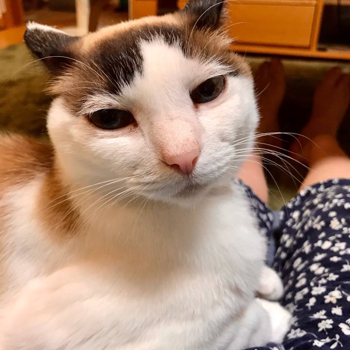 69fd8bfa b481 478f bf9e c2551bebdced 1589193583668