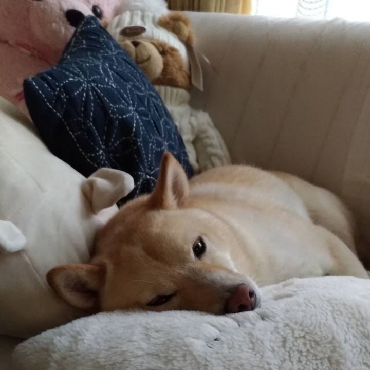 69fe2d53 cc63 4a95 9314 1cf641e5a86e 1567056838459