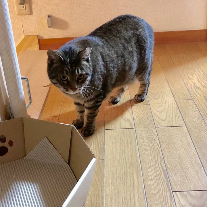 6a002aa7 06f3 40ca a512 8592bcd85055 1543318524518