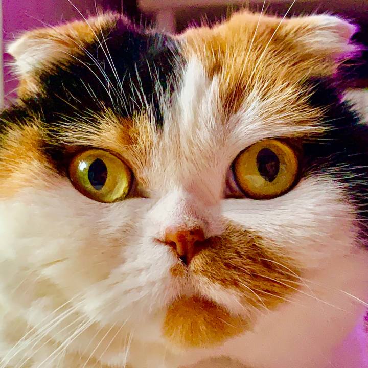 6a02cede cb4a 4bfc a4c8 7e5a1673225e 1604709512392