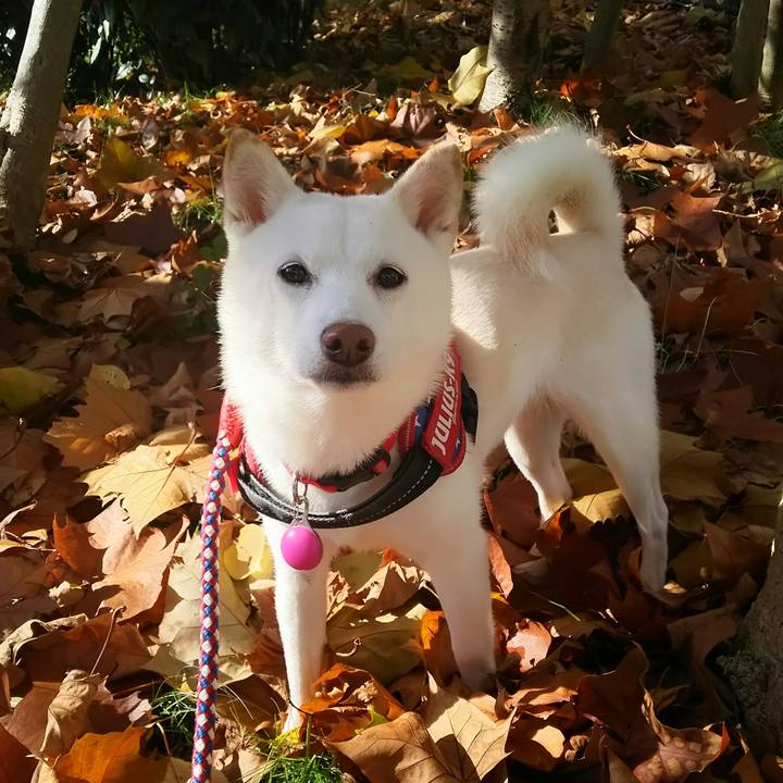 6a0368e6 3c4e 469e b440 a9388659136a 1606188461207