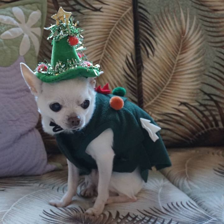 6a05a2e1 80d8 4275 bfaf 4855af8cad74 1545388941772