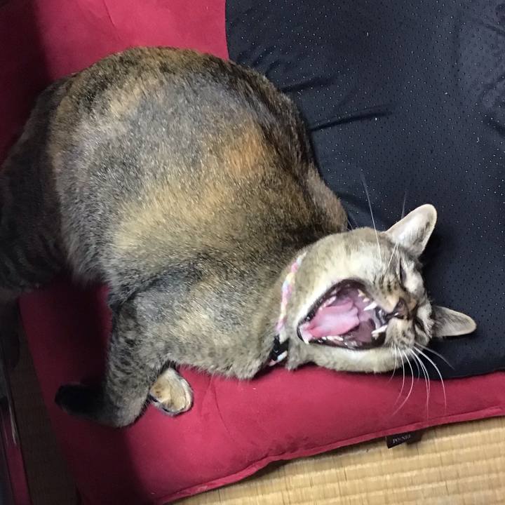 6a06f029 58e6 480a b7b5 03336ac5a922 1627635747494