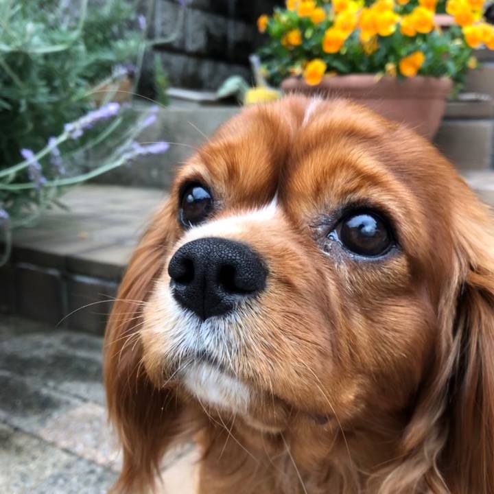 6a0787cc ef2f 4e55 bf00 7906d6f152d2 1556630926978