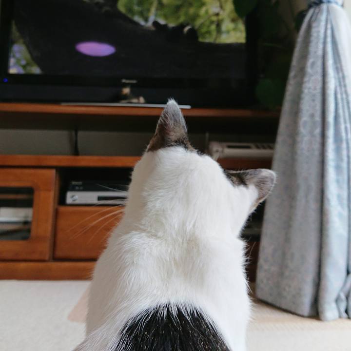 6a0a570c 61c0 4788 81cf 7a1568e6f4c2 1509606203689