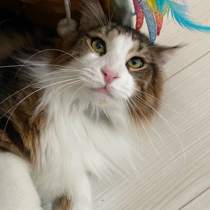 6a0bca0f af0b 4484 be85 a99b30f1723a 1656408555941