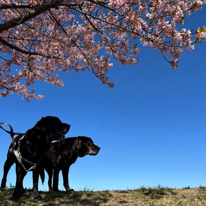 6a0d6f28 f5aa 4aef a46c f6a25e05d6b1 1773579224513