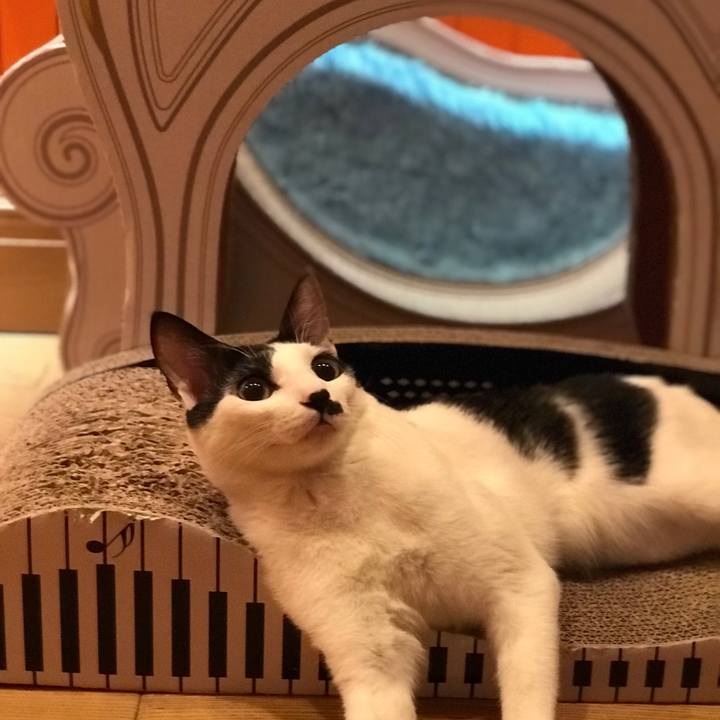 6a0fa1b1 2dd9 4e70 942b 206ea265306c 1515938965047