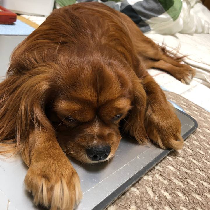 6a10e59f 0248 4f39 87f8 f56140601da7 1557844582950