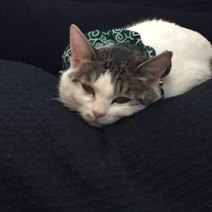 6a114be7 68ca 4506 936d f43cd701c8b4 1523158909935