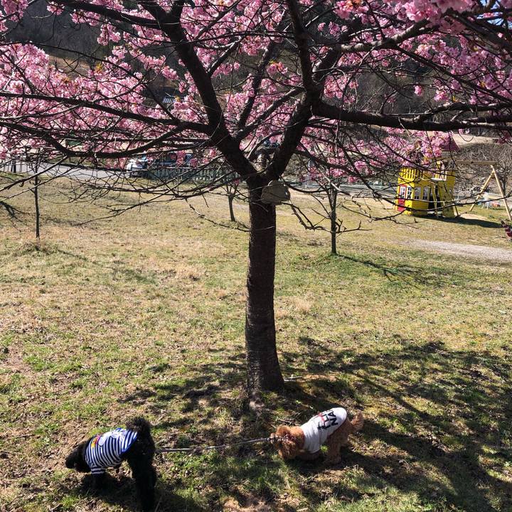 6a133a1e ad16 42f2 8714 15262332c984 1585095525768