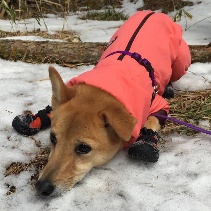 6a134596 af47 4fdb 818c 7ed2741d606e 1550054242866