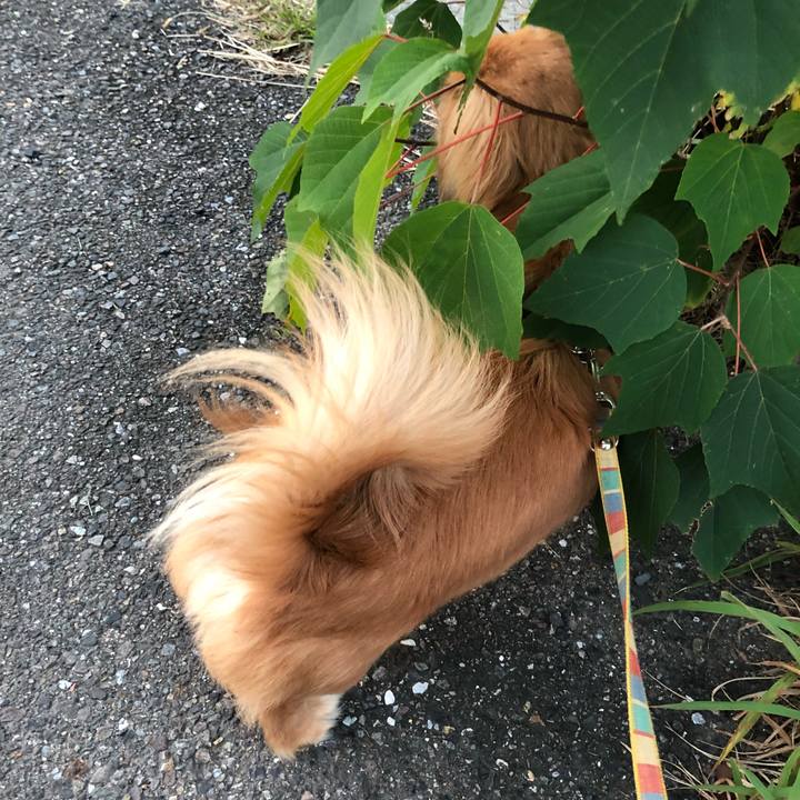 6a16009f 2af3 4b6e a3e2 3c40e69b95ae 1509659972098