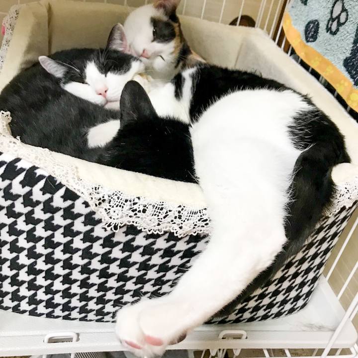 6a18e5f2 c127 4148 8db9 a5a5d411f54c 1516858087613