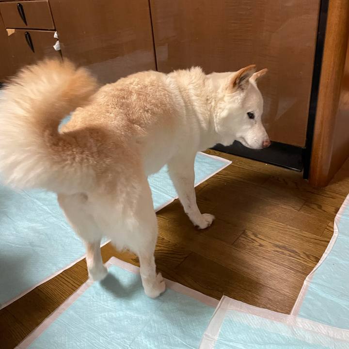 6a1bcb66 a15d 41cf 9a92 d1d1b14fe312 1635399803478