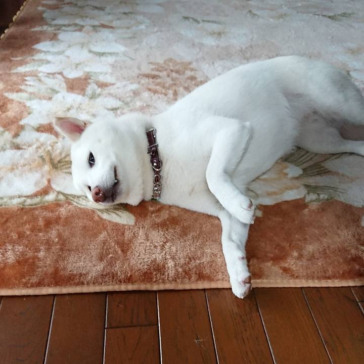 6a1d6d75 daab 40cd 8f6e 8d7d5d918746 1508033657260